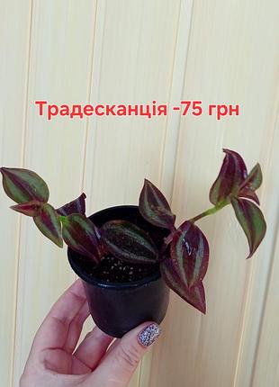 Яркая и волшебная традескация, различные сорта 4