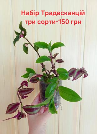 Яркая и волшебная традескация, различные сорта 5