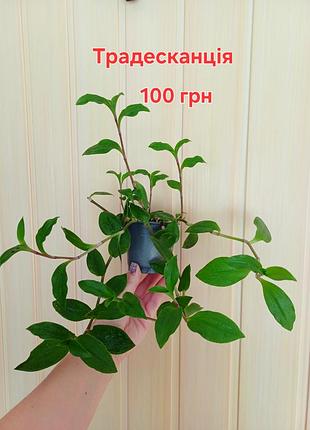 Яркая и волшебная традескация, различные сорта 6