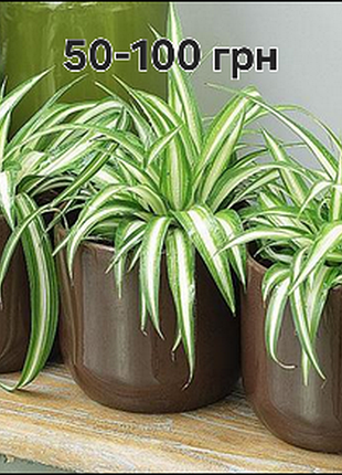Хлорофитум (chlorophytum)-натуральный очиститель воздуха