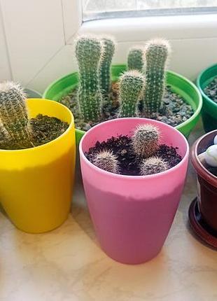 Кактусы разные . от 30грн. 2