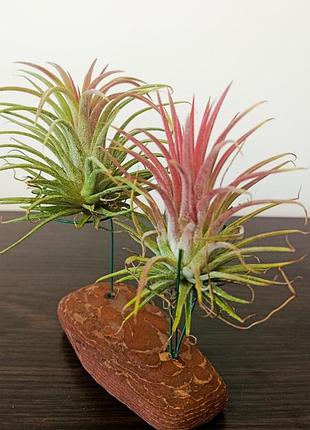 Композиція з двох рослин tillandsia ionantha
повітряні квіти. горщик не потрібен