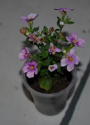 Бакопа everest cherry blossom