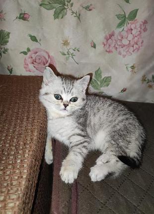 Кошеня шотландська прямоуха