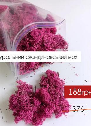 Стабилизированный мох. artis фуксия розовый 13.  мох премиум не крошится 250 г