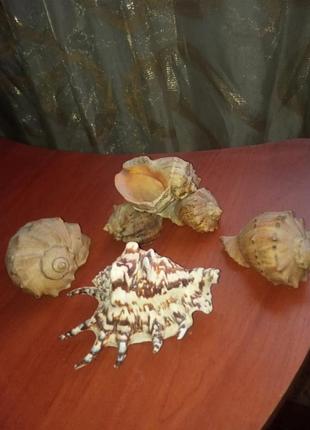 Морские ракушки