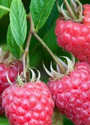 Продам саженцы розовой малины
