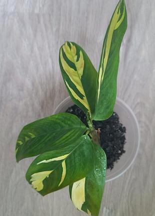 Калатея  "pilosa gold