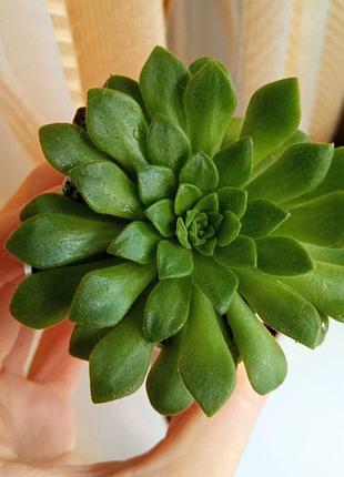 Растение комнатное цветок суккулент эониум aeonium cupcake