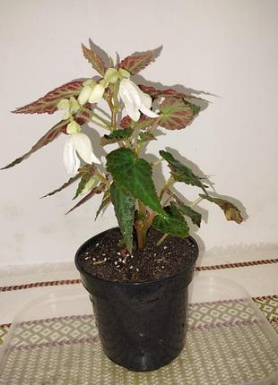 Бегония ампельна