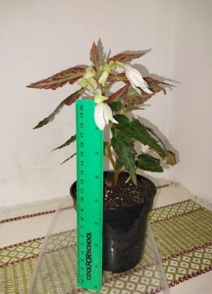 Бегония ампельна 5