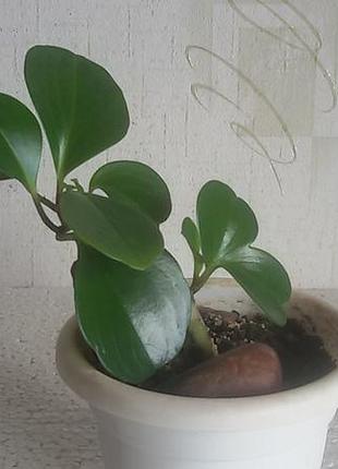 Peperomia obtusifolia, восковик