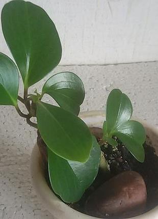 Peperomia obtusifolia 3