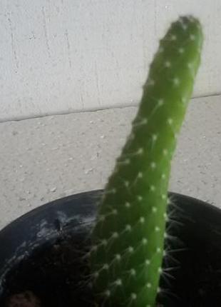 Опунция беловолосая (opuntia leucotricha), опунція