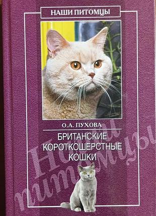 Британские короткошерстные кошки. 	пухова олеся