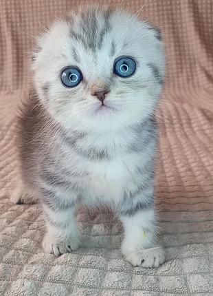 Шотландские котята с документами