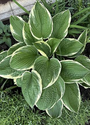 Франсе хоста декоративна 2