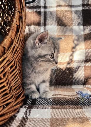 Кошенята британці чистокровні з довгою та короткою шерстю