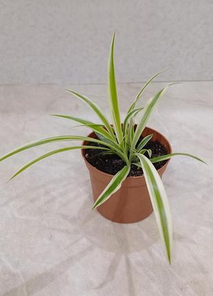 Хлорофитум вариогатный (chlorophytum) - 4 укороченных детки в одном горшке