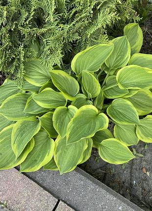 Хоста «голден тіара» (hosta golden tiara)