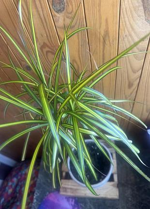 Драцена пальма санрайз яскрава лайм 70см sunray
