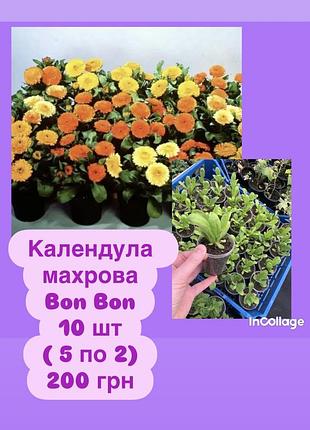 Календула сортова махрова bon bon саджанці