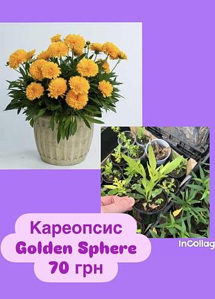 Кареопсис golden sphere
