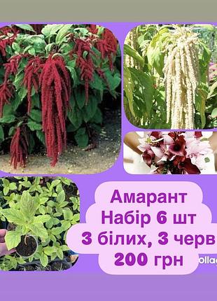 Амарант - набір білих і червоних саджанців