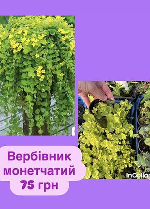 Вербівник монетчатий
