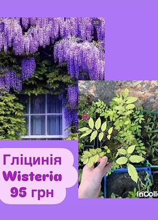 Гліцинія wisteria