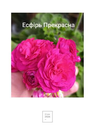 Пеларгонія есфірь прекрасна