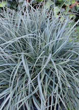 Осока просяна 'паміра' (carex panicea 'pamira')
