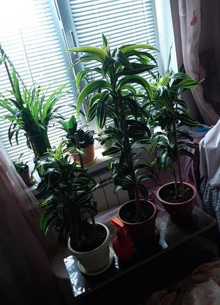 Драцена,,лимон лайм,пухнаста ,гарна ,.висота -90см. та 80см. 7