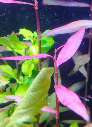 Полигониум сан-пауло (polygonum sp. sao paulo)