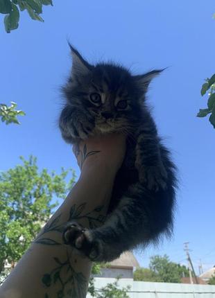 Кошенята породи мейн-кун чистокровні