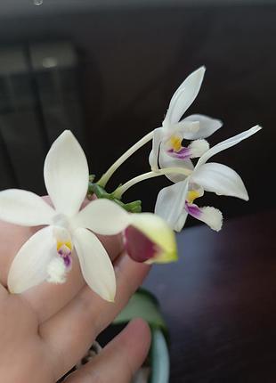 Орхидея азиат phalaenopsis tetraspis 'c1'
