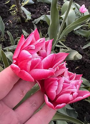 Цибулини ( дітки ) голландського тюльпану