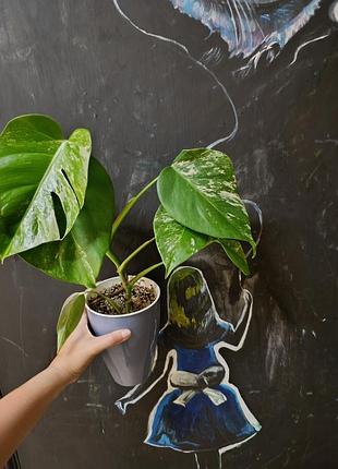 Монстера альба monstera albа деликатесная 6