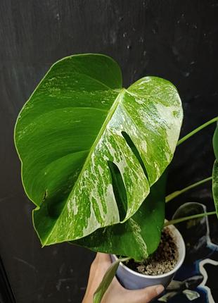 Монстера альба monstera albа деликатесная 2