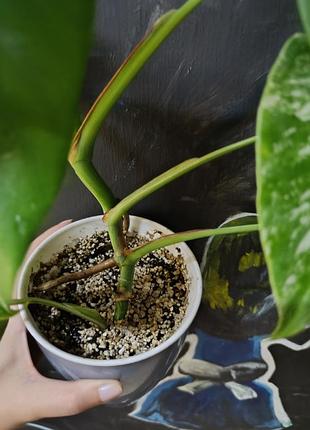 Монстера альба monstera albа деликатесная 3