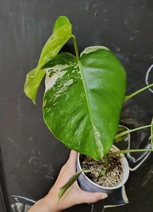 Монстера альба monstera albа деликатесная 5