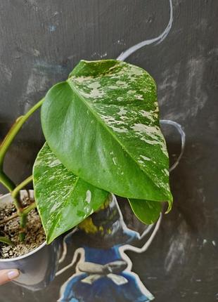Монстера альба monstera albа деликатесная 4