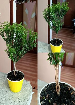 Мирт домашнее дерево 2