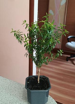 Мирт домашнее дерево