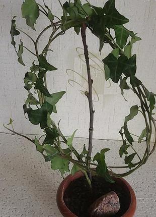 Hedera helix, хедера, плющ