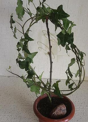 Hedera helix, хедера, плющ 2