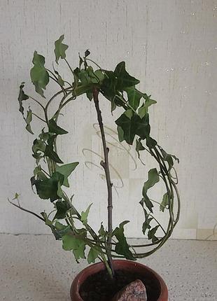 Hedera helix, хедера, плющ 3