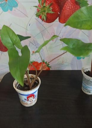 Продам сігноніум 2