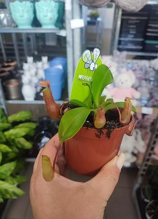 Непентес малий хижий