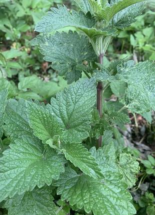 Меліса лікарська (lemon balm) — це багаторічна трав'яниста рослина з вираженим лимонним ароматом, багаторічна